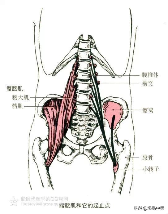 最全人体肌肉解剖套图