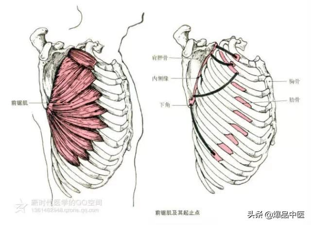 最全人体肌肉解剖套图