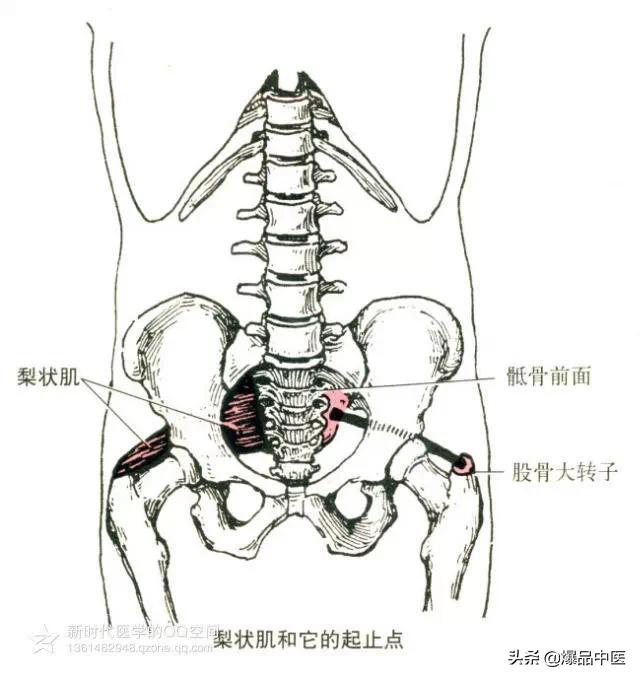 最全人体肌肉解剖套图