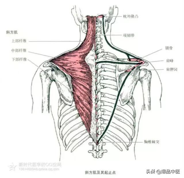 最全人体肌肉解剖套图