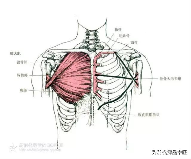 最全人体肌肉解剖套图