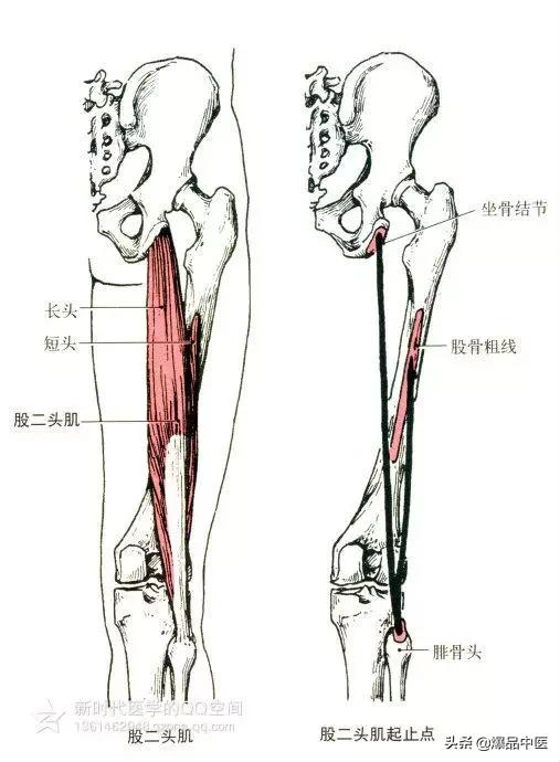 最全人体肌肉解剖套图