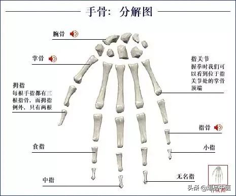 人体骨骼解剖（建议收藏）