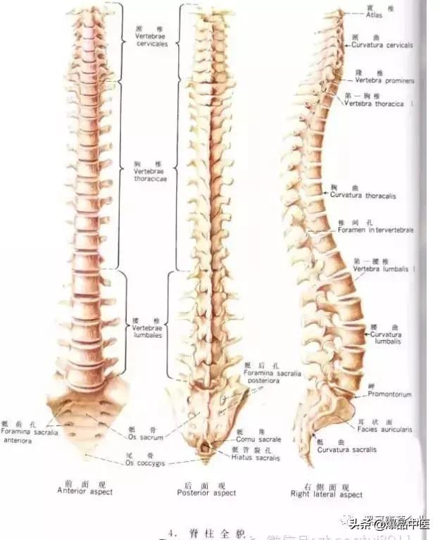 脊柱诊断大全