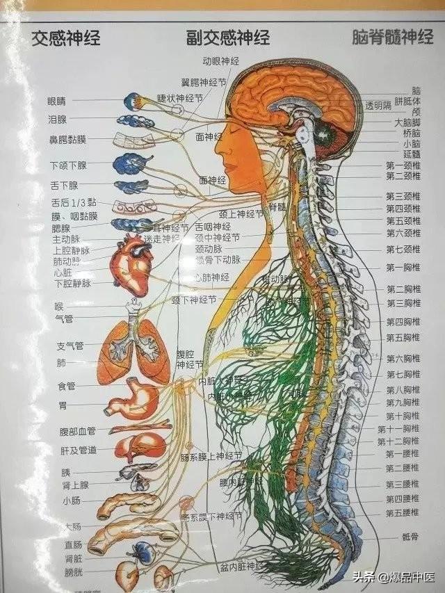 脊柱诊断大全