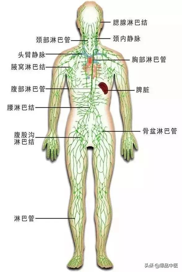 人体三处淋巴决定生死！学会这套淋巴按摩法，可救命