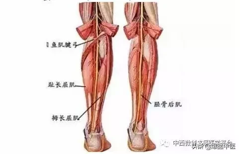 肌肉功能解剖-初学者必备