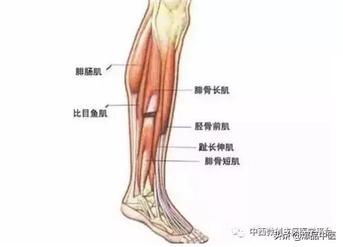 肌肉功能解剖-初学者必备