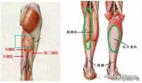 肌肉功能解剖-初学者必备