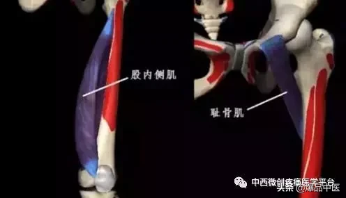 肌肉功能解剖-初学者必备