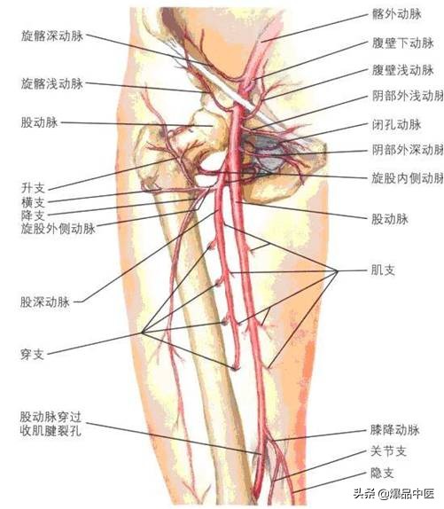 股骨头坏死的诊断与治疗策略，康源干货分享