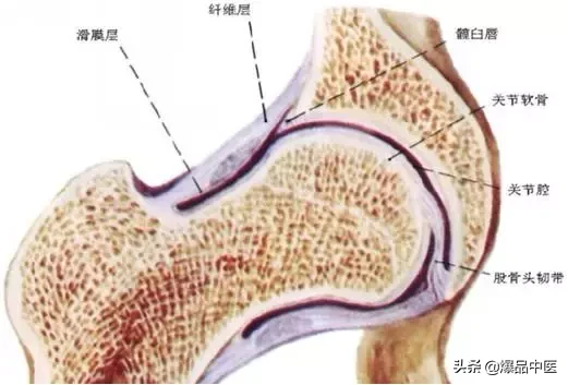 股骨头坏死的诊断与治疗策略，康源干货分享