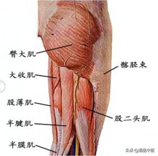 股骨头坏死的诊断与治疗策略，康源干货分享