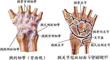 腕关节脱位及X线阅片技巧