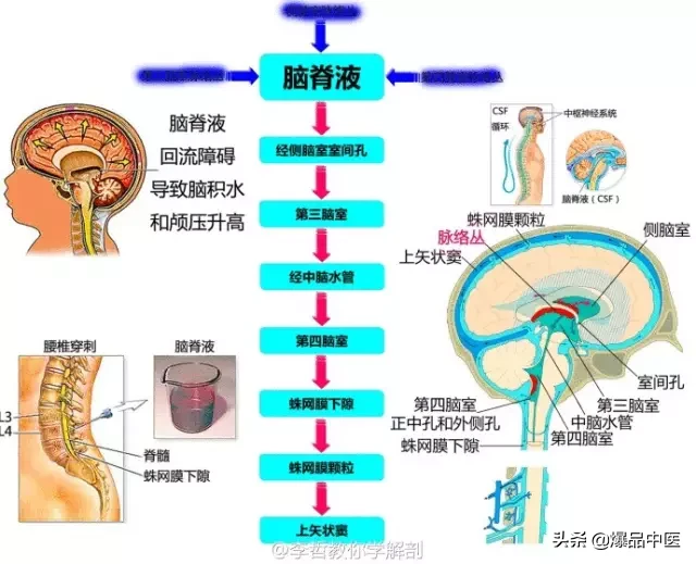 神经系统一天搞定，打破死板记忆方法