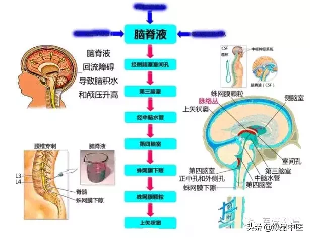 神经系统一天搞定，打破死板记忆方法