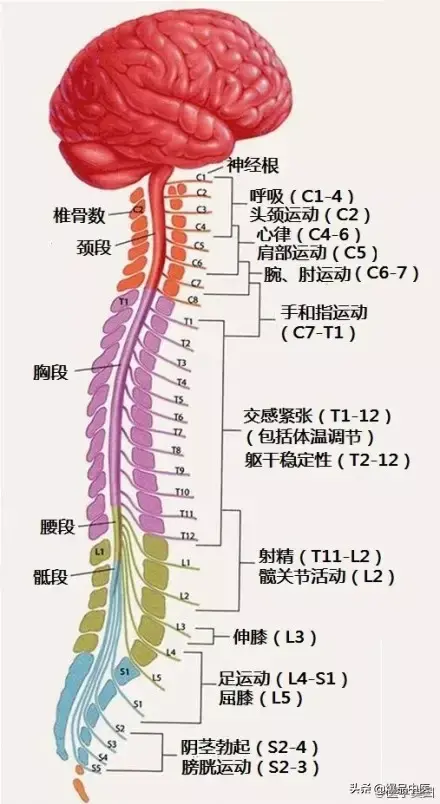 神经系统一天搞定，打破死板记忆方法