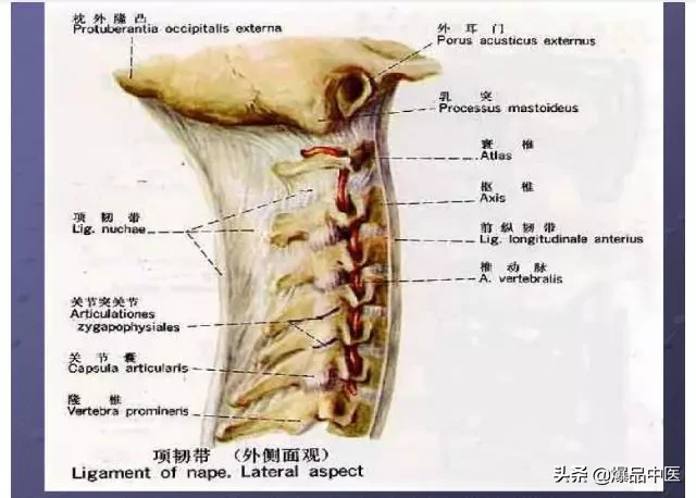 颈项部肌肉基础解剖——起止点及作用