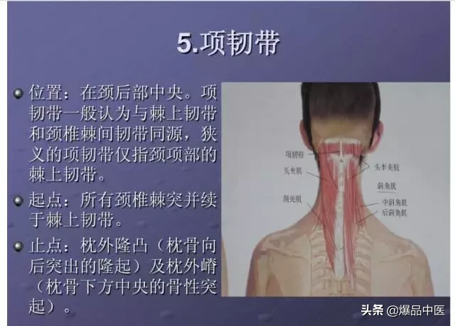 颈项部肌肉基础解剖——起止点及作用