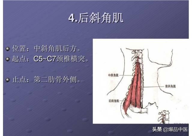 颈项部肌肉基础解剖——起止点及作用