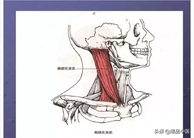 颈项部肌肉基础解剖——起止点及作用