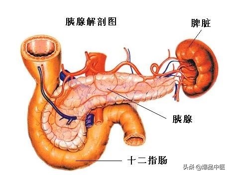 人体脏腑气血运动图