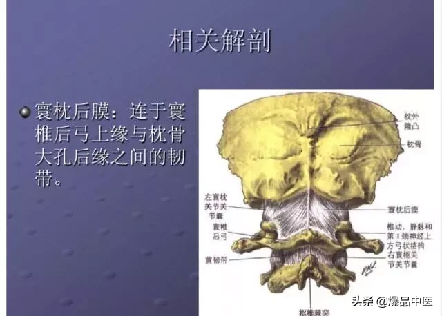 颈项部肌肉基础解剖——起止点及作用