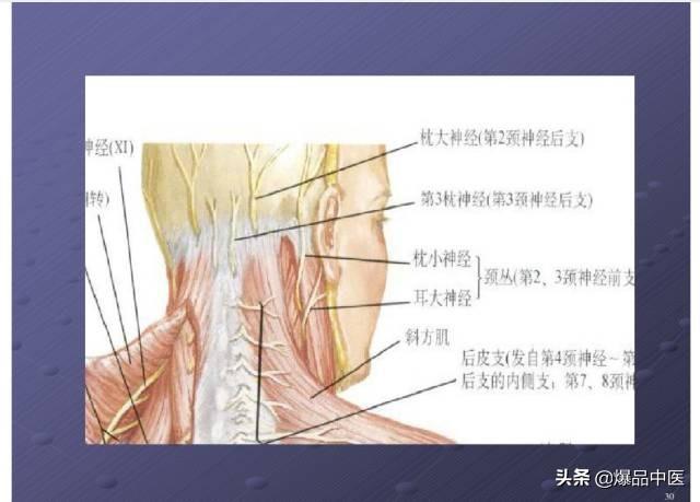 颈项部肌肉基础解剖——起止点及作用