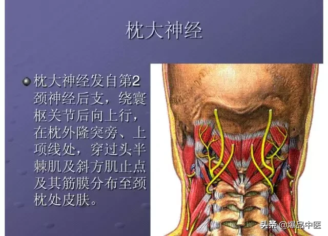 颈项部肌肉基础解剖——起止点及作用