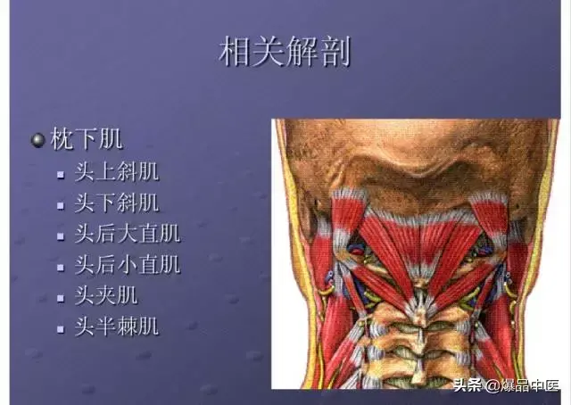 颈项部肌肉基础解剖——起止点及作用