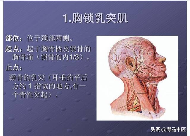 颈项部肌肉基础解剖——起止点及作用