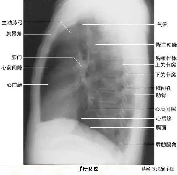 正常Ｘ线解剖