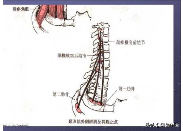 颈项部肌肉基础解剖——起止点及作用