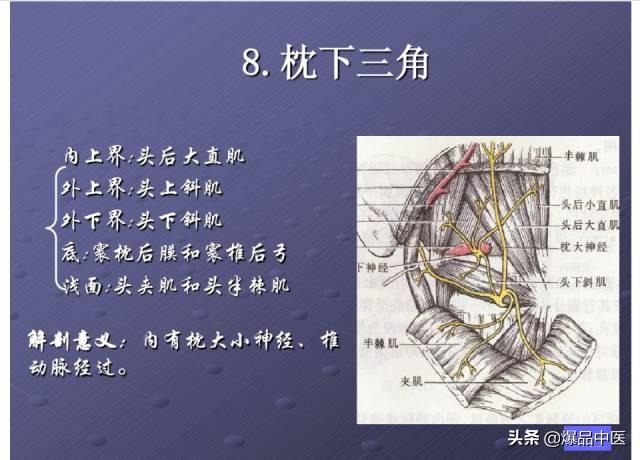 颈项部肌肉基础解剖——起止点及作用