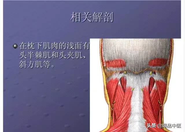 颈项部肌肉基础解剖——起止点及作用