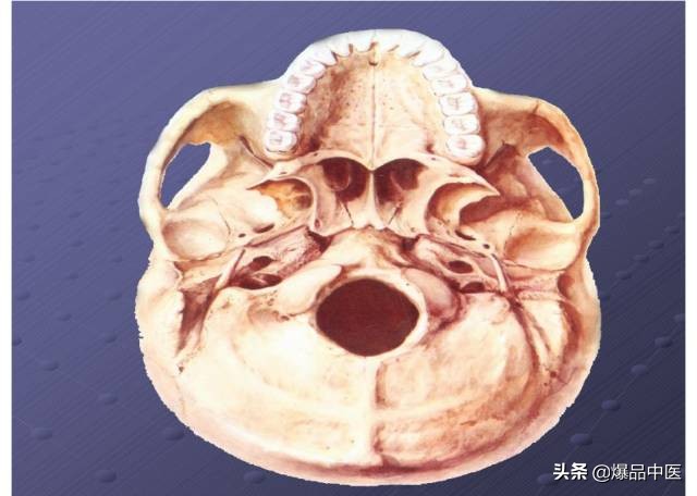 颈项部肌肉基础解剖——起止点及作用