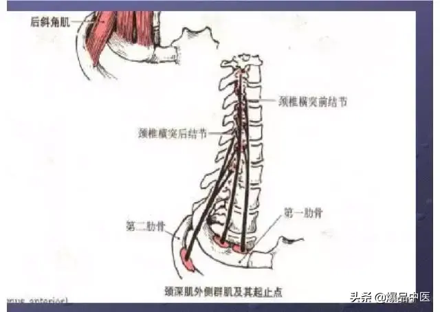 颈项部肌肉基础解剖——起止点及作用