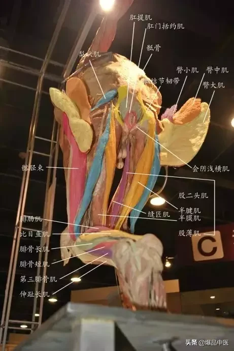 人体解剖图示-经典精品医生必备