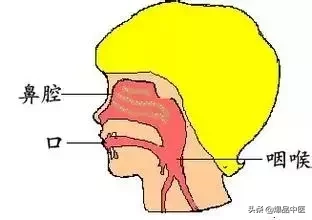 膀胱经大药房：让排毒通道畅通无阻