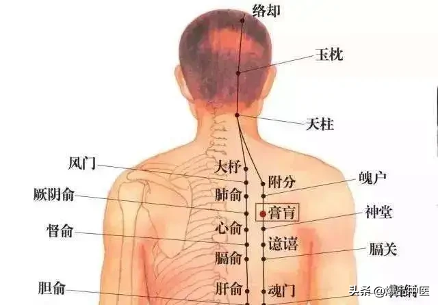 学透四个背俞穴，内科杂病迎刃而解