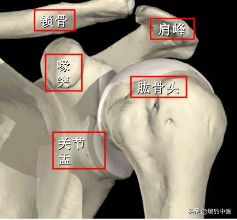 肩袖损伤的诊断和治疗