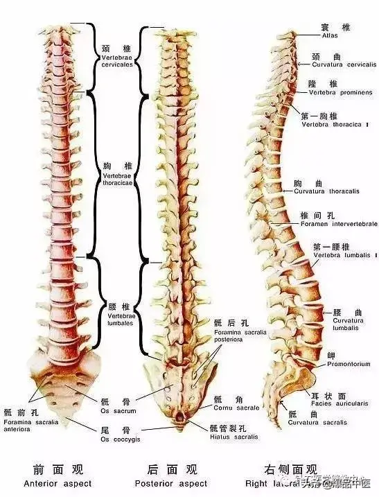 「专业篇」超级实用的腰腿痛临床诊断思维，值得收藏