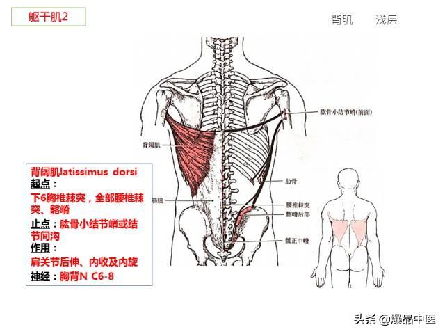 人体功能解剖