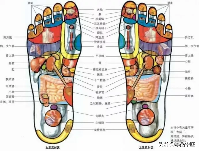 值得好好看：针灸、按摩全息之精髓（全身投影图）