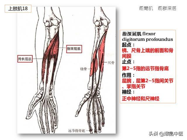 人体功能解剖