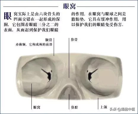 人体骨骼系统（好图）建议大家收藏