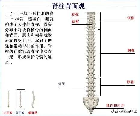 人体骨骼系统（好图）建议大家收藏