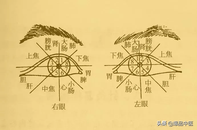 值得好好看：针灸、按摩全息之精髓（全身投影图）