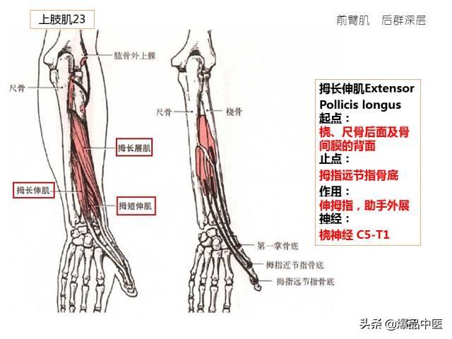 人体功能解剖