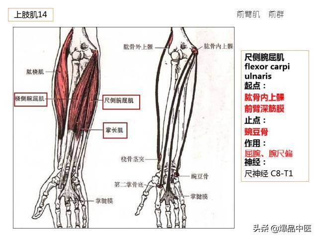 人体功能解剖